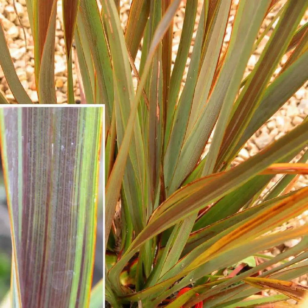 PHORMIUM tenax 'Co-ordination' (='Sea Jade')