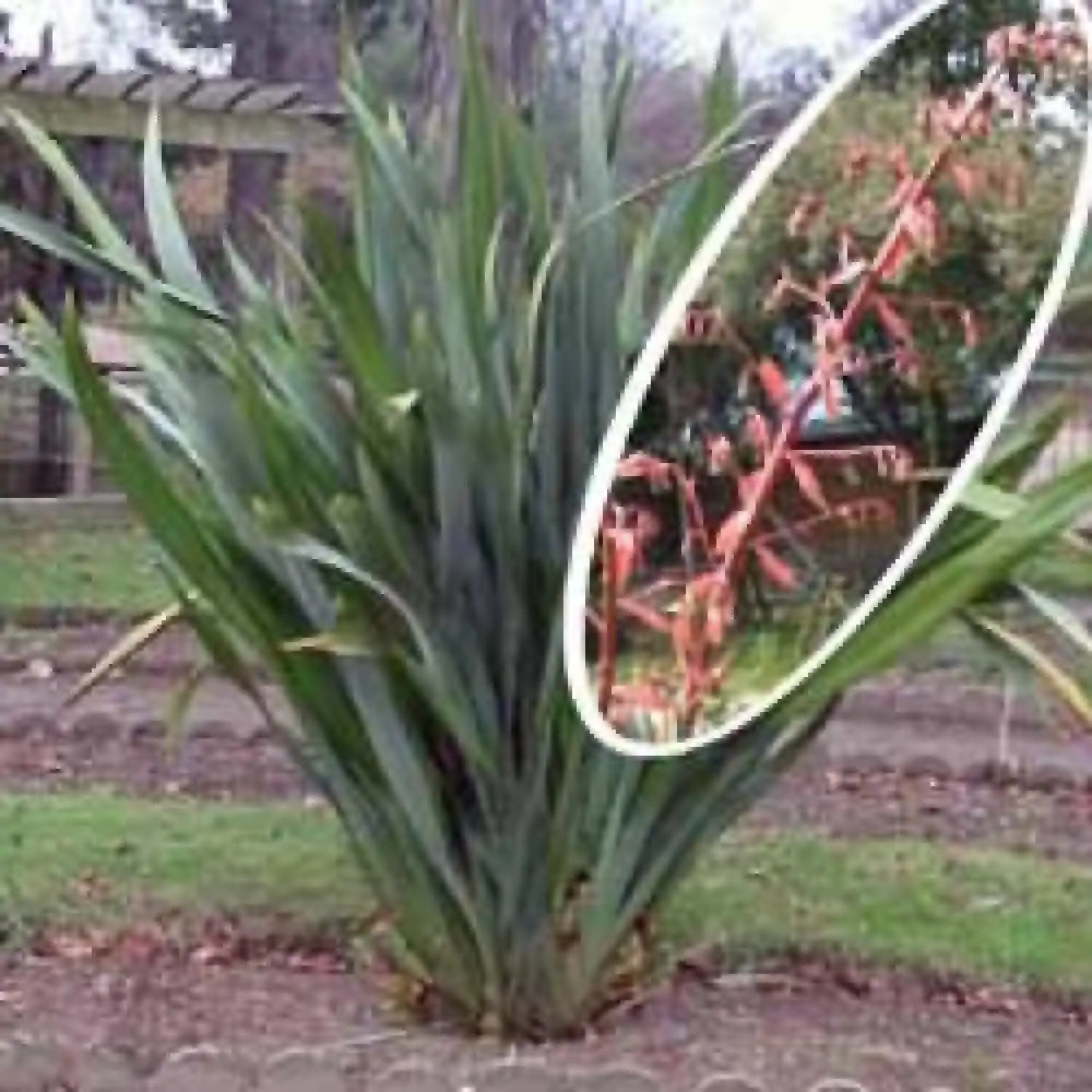 PHORMIUM tenax