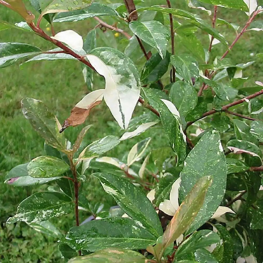 PHOTINIA davidiana 'Palette'