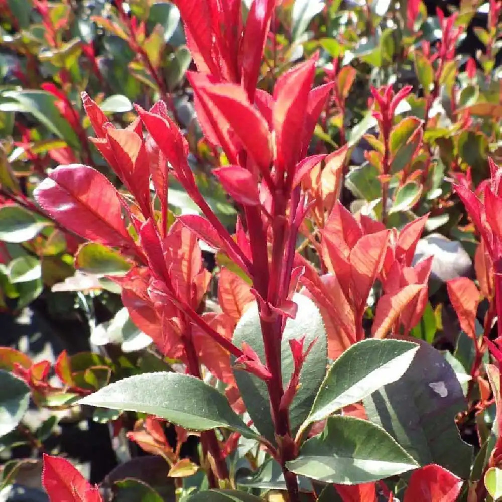 PHOTINIA x fraseri 'Carre Rouge'