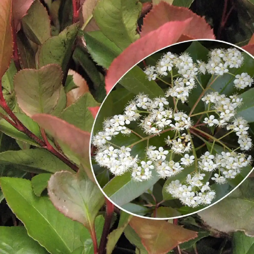 PHOTINIA x fraseri 'Little Red Robin'