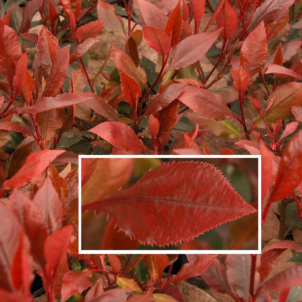 PHOTINIA x fraseri 'Nana Select'