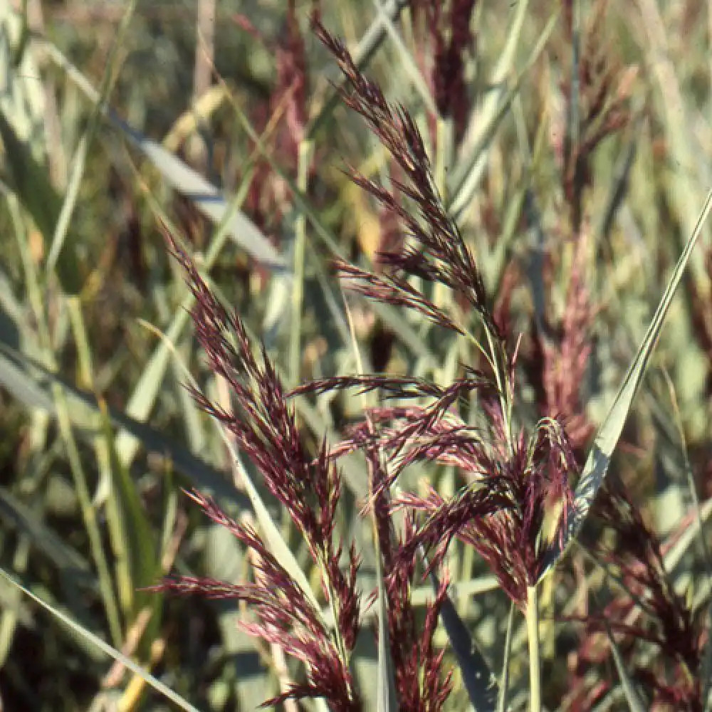 PHRAGMITES australis