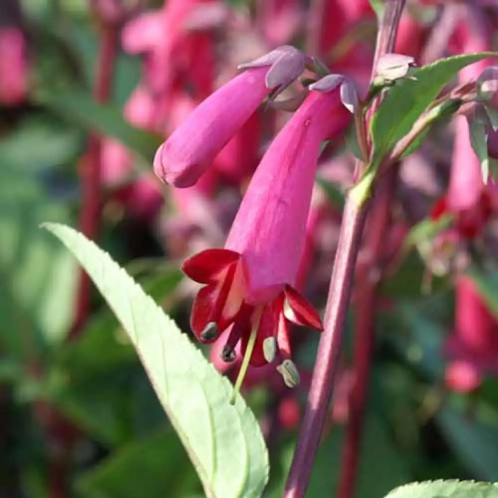 PHYGELIUS capensis 'Candy Drops Purple'