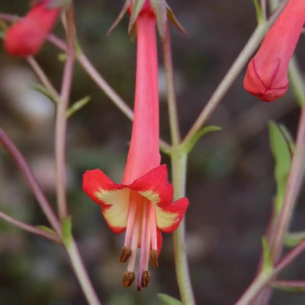 PHYGELIUS capensis