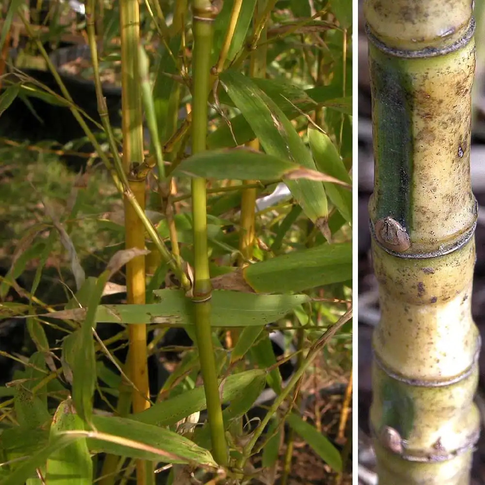 PHYLLOSTACHYS aurea 'Koï'