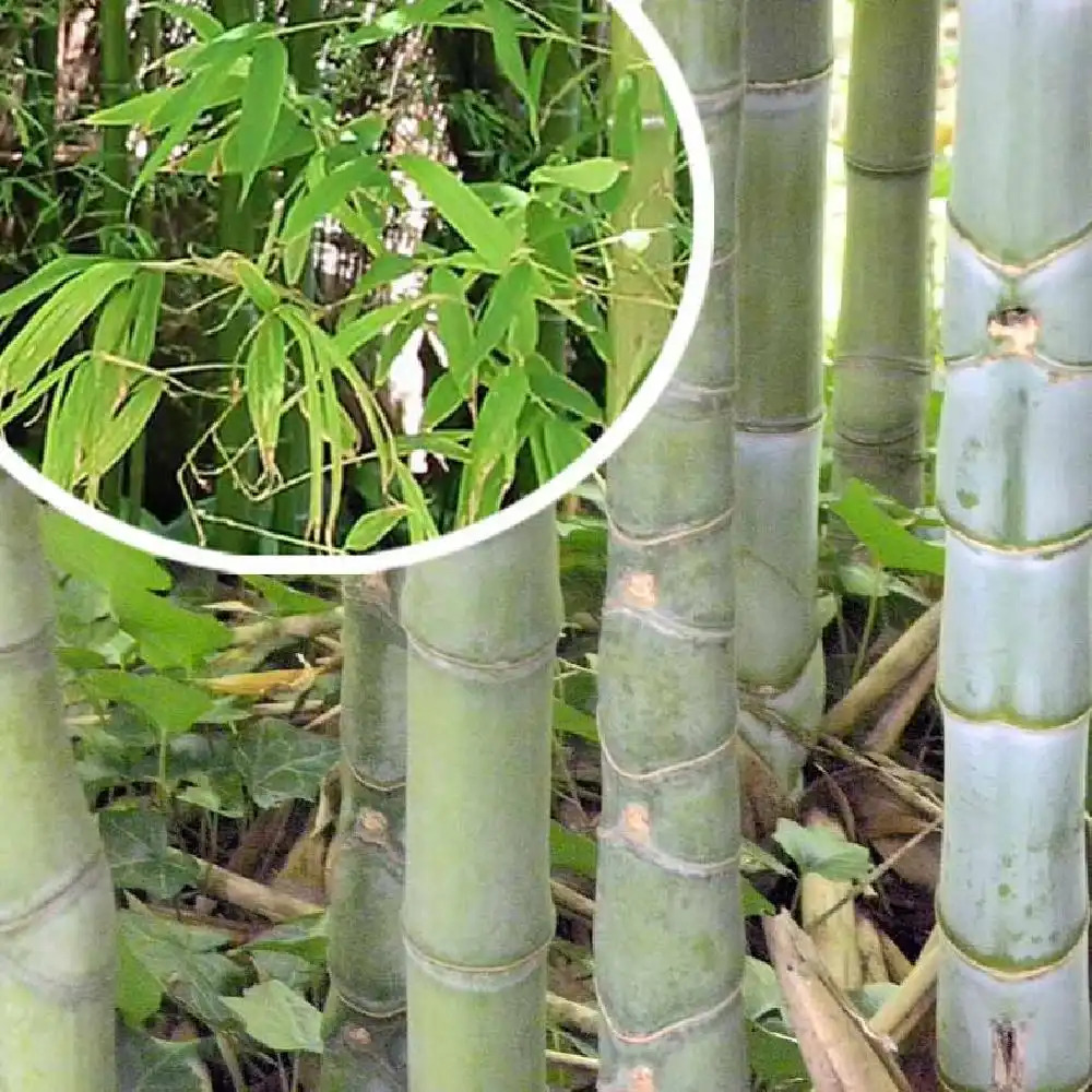 PHYLLOSTACHYS aurea