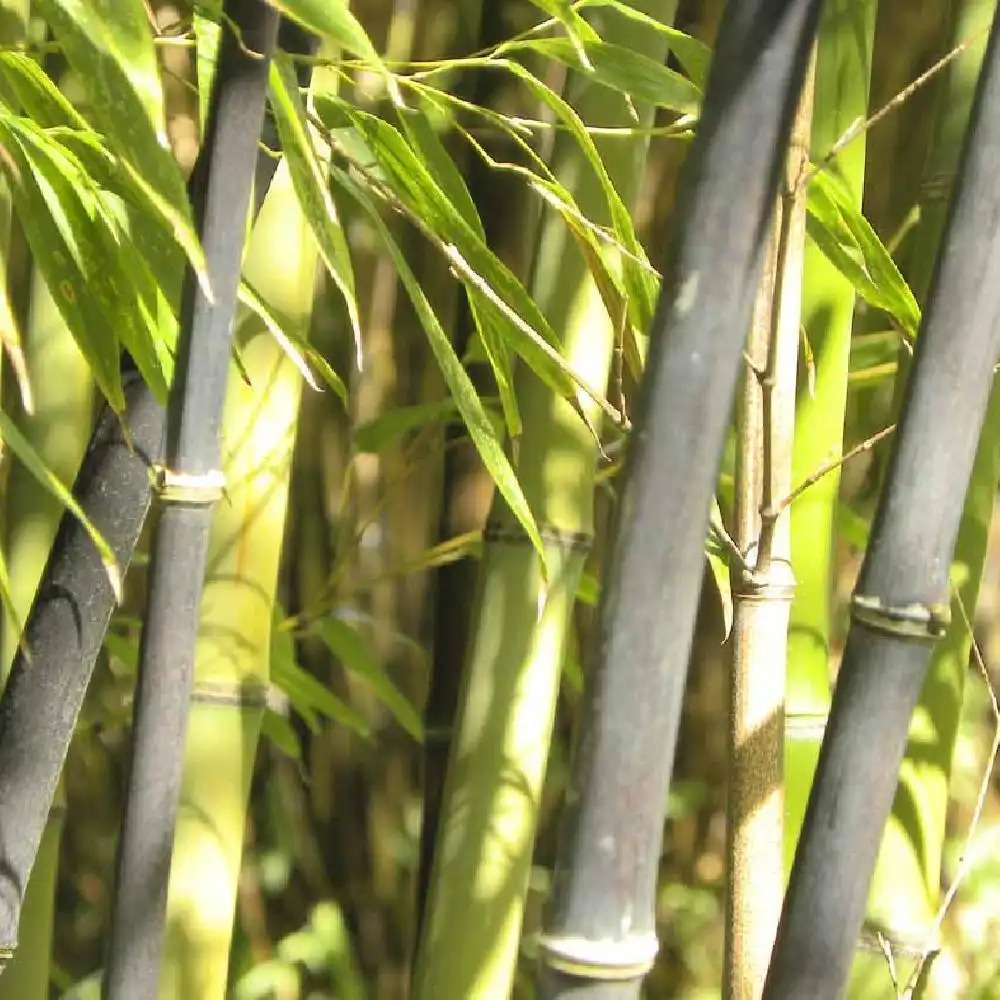 PHYLLOSTACHYS nigra