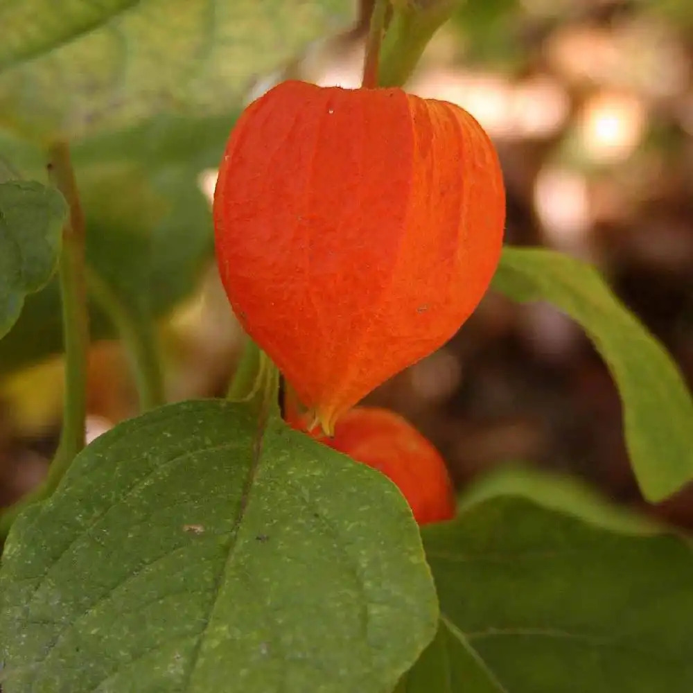 PHYSALIS alkekengi var. franchetii 'Gigantea'