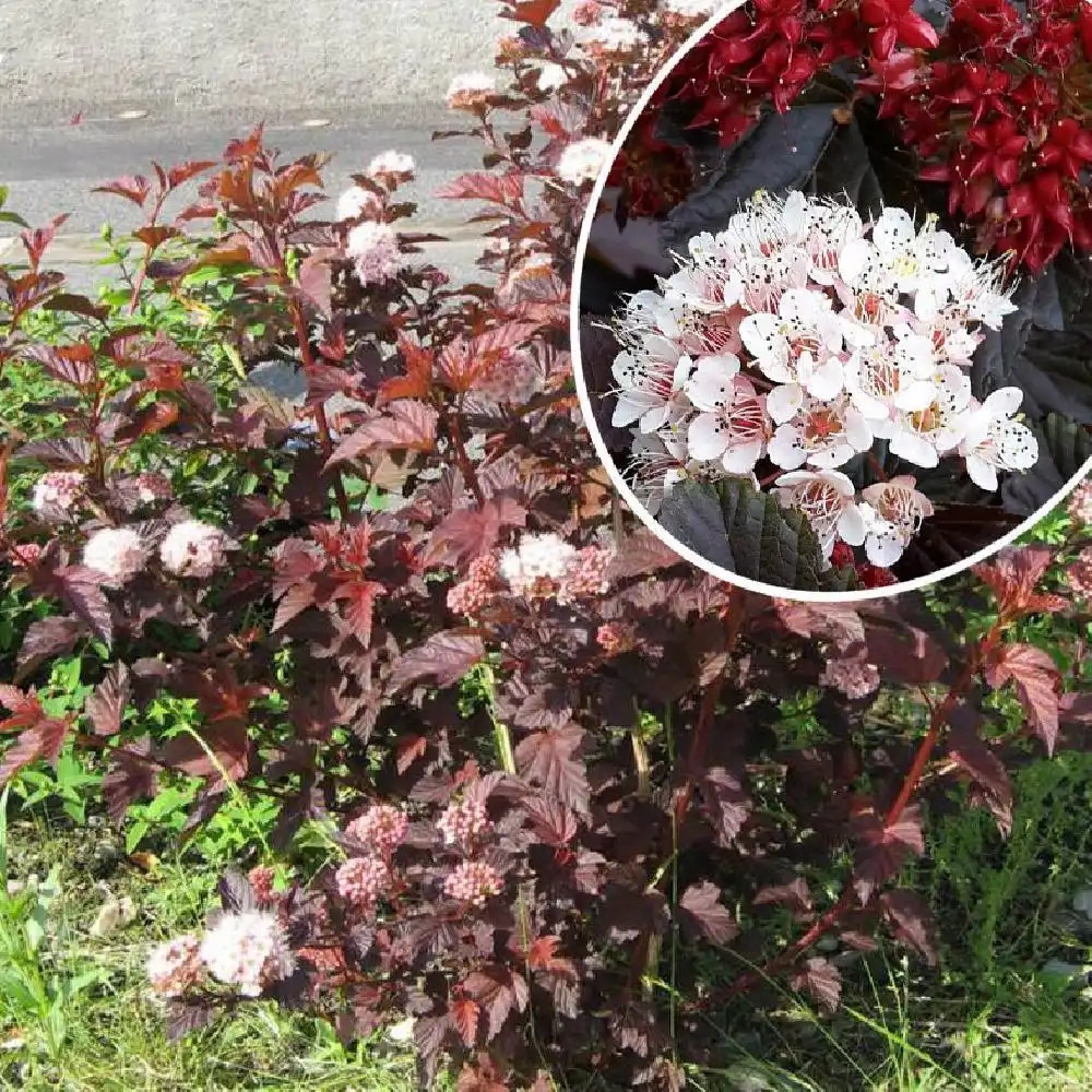 Forbrydelse Evakuering Før PHYSOCARPUS opulifolius 'Red Baron' - Physocarpe à feuilles d'Obier 'Red  Baron - Bois aux sept écorces - pépinières Lepage Bretagne Bord de mer