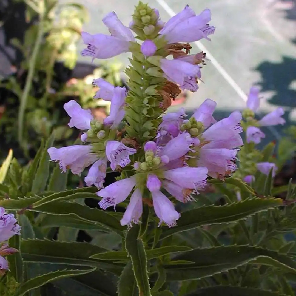 PHYSOSTEGIA virginiana 'Bouquet Rose'