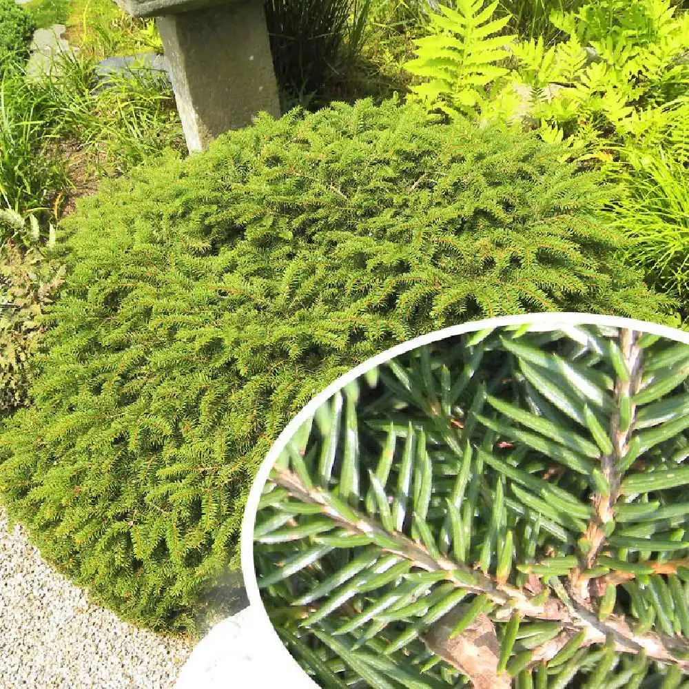 PICEA abies 'Nidiformis'