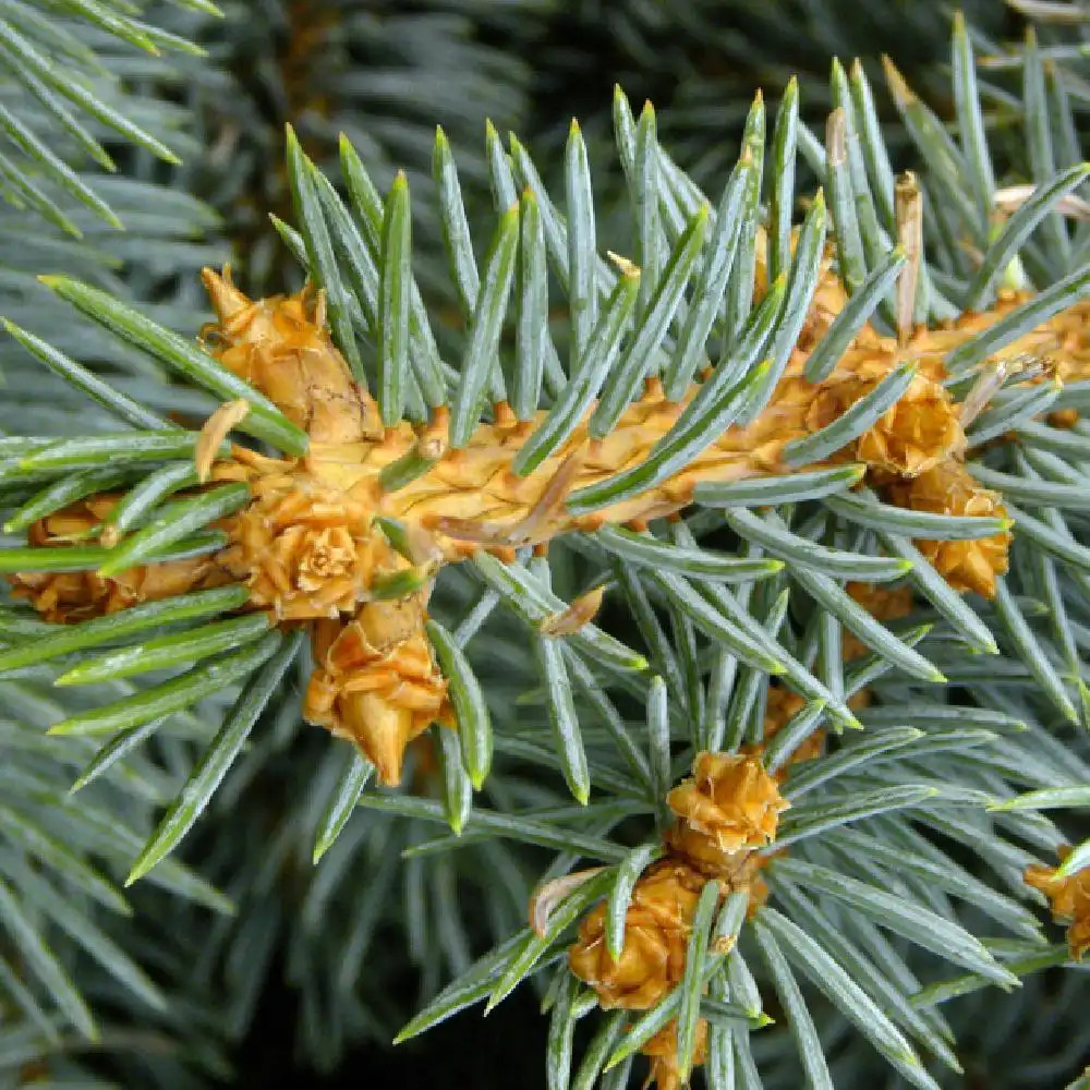 PICEA pungens 'Glauca Globosa'