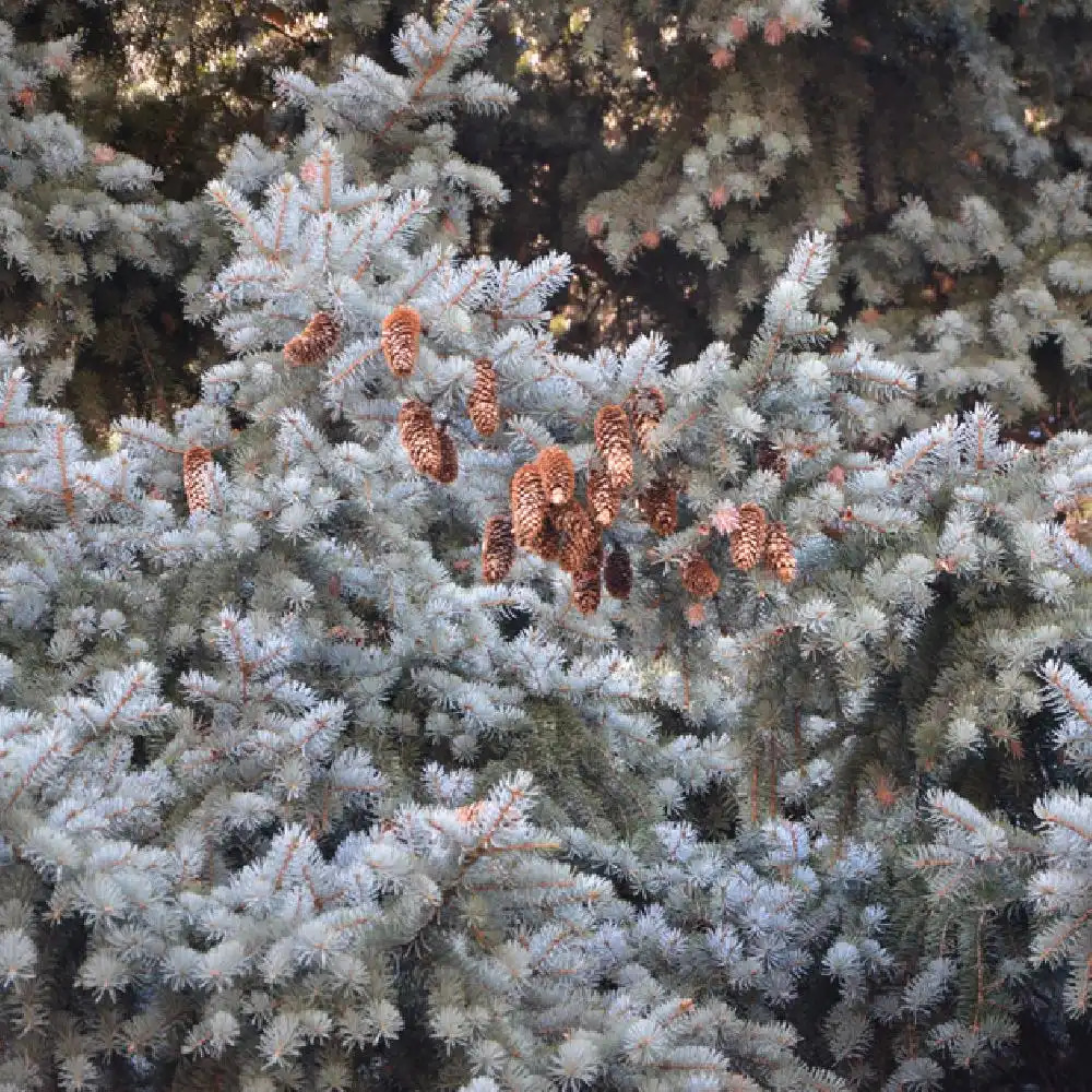 Excellentas un arbre de Noël pour la maison AGROBITS 50 pcs/sac plantes rares de lépinette bleue du Colorado PA PUNGENS GLAUCA bon pour la culture en pot 