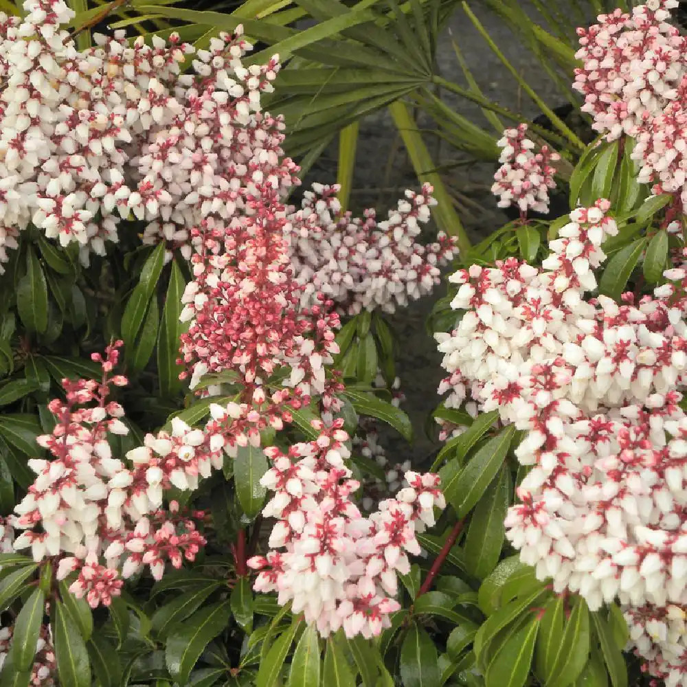 PIERIS japonica 'Bonfire'