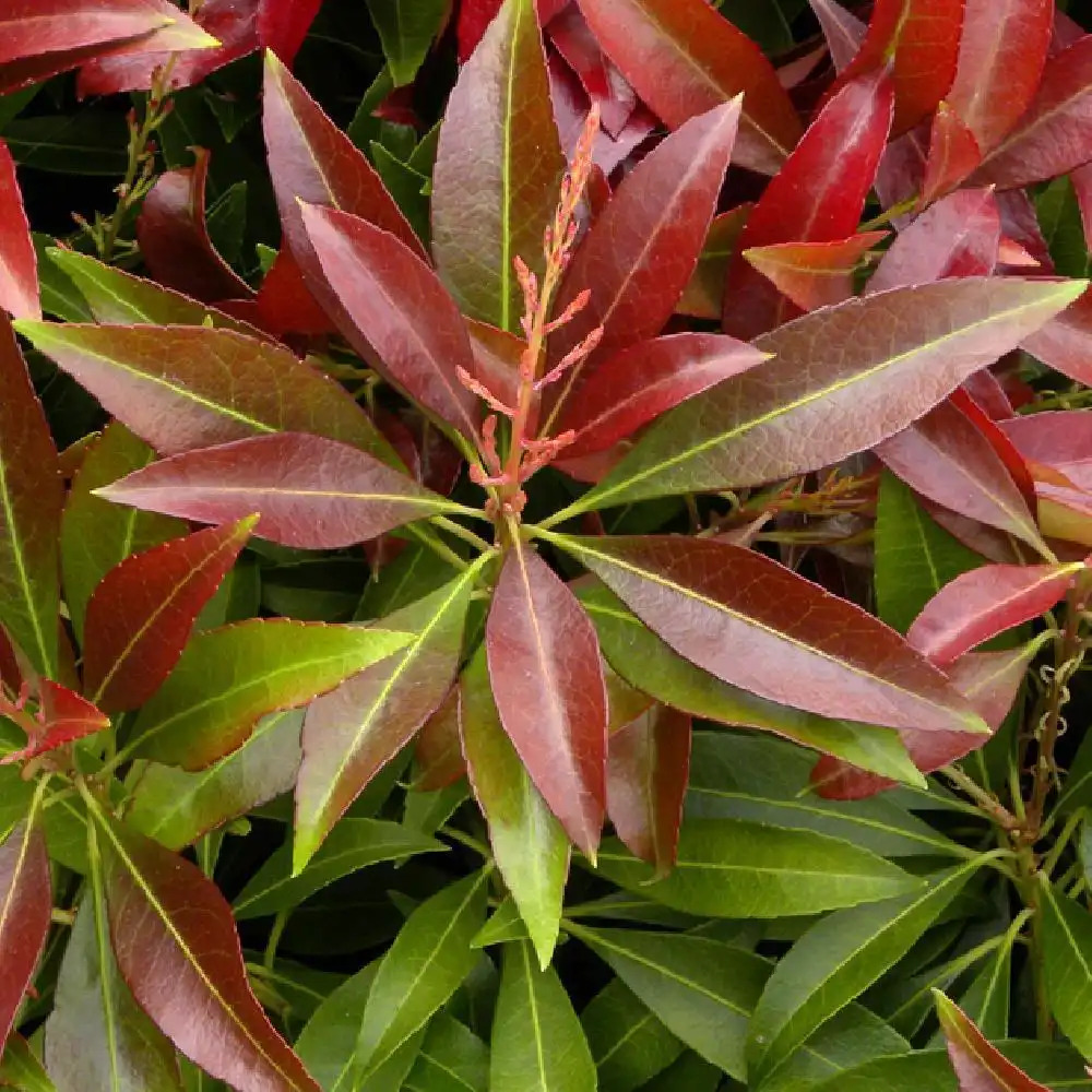 PIERIS japonica 'Katsura'