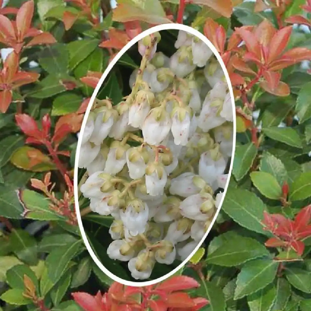 PIERIS japonica 'Little Heath Green'
