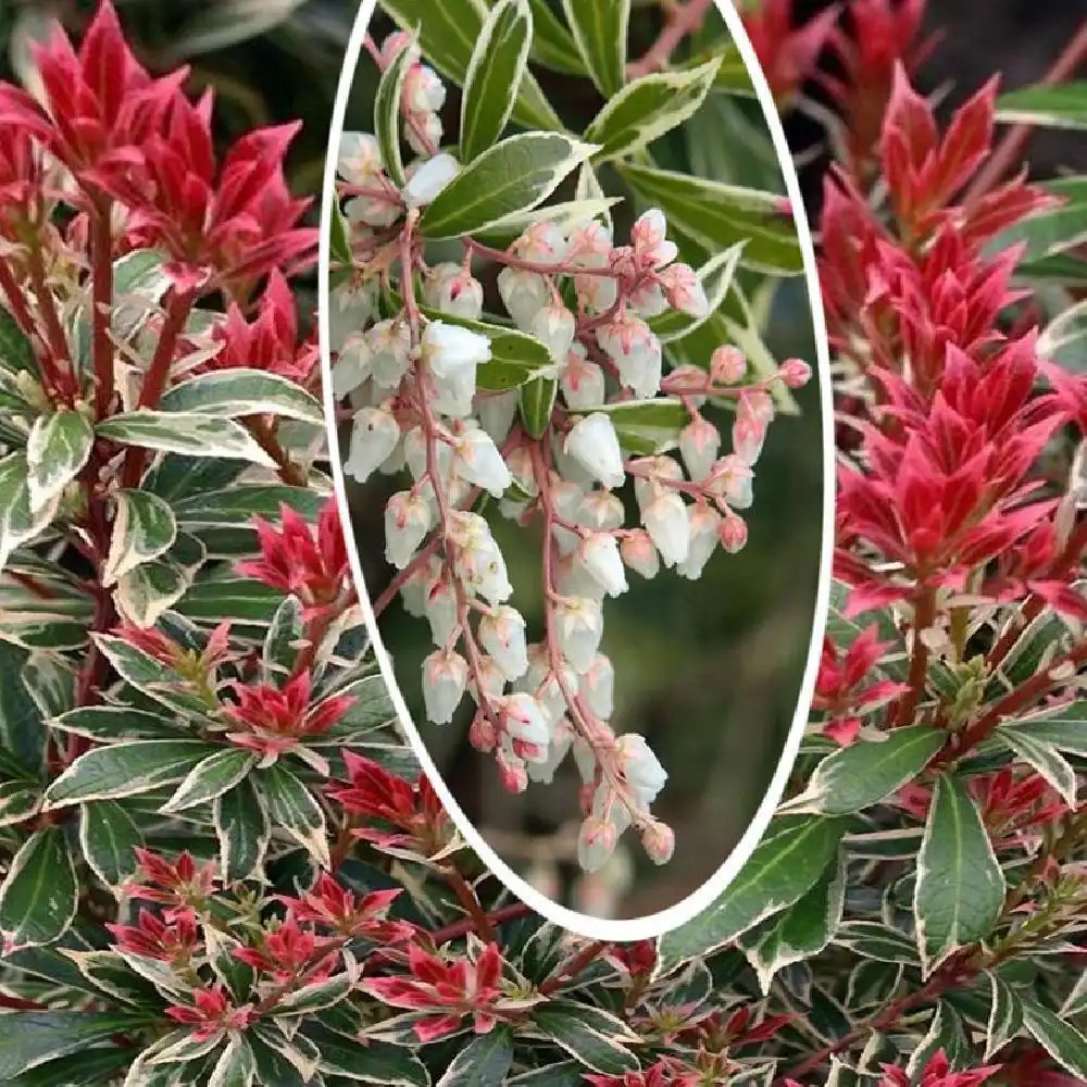 PIERIS japonica 'Little Heath Variegata'