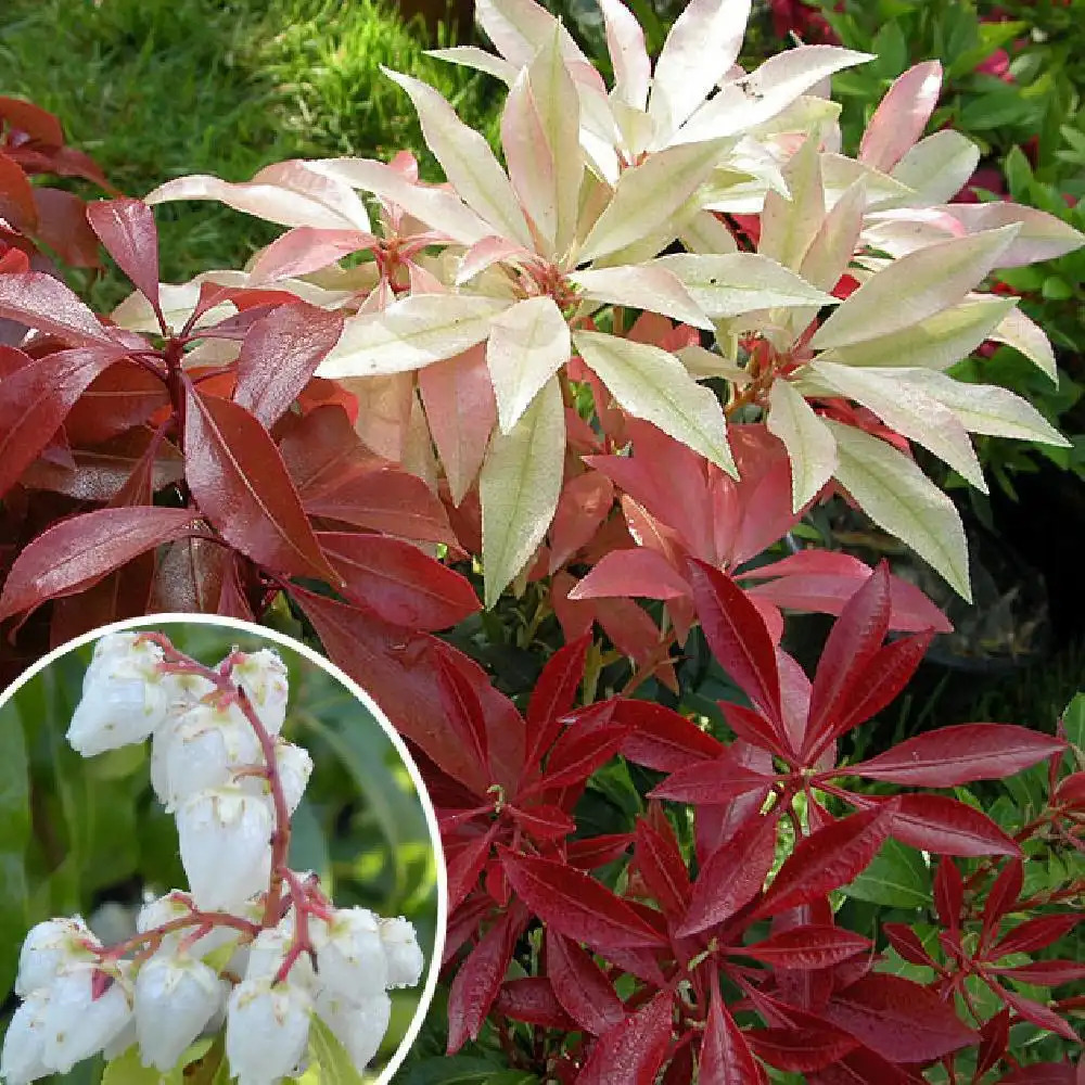 PIERIS japonica 'Mountain Fire'