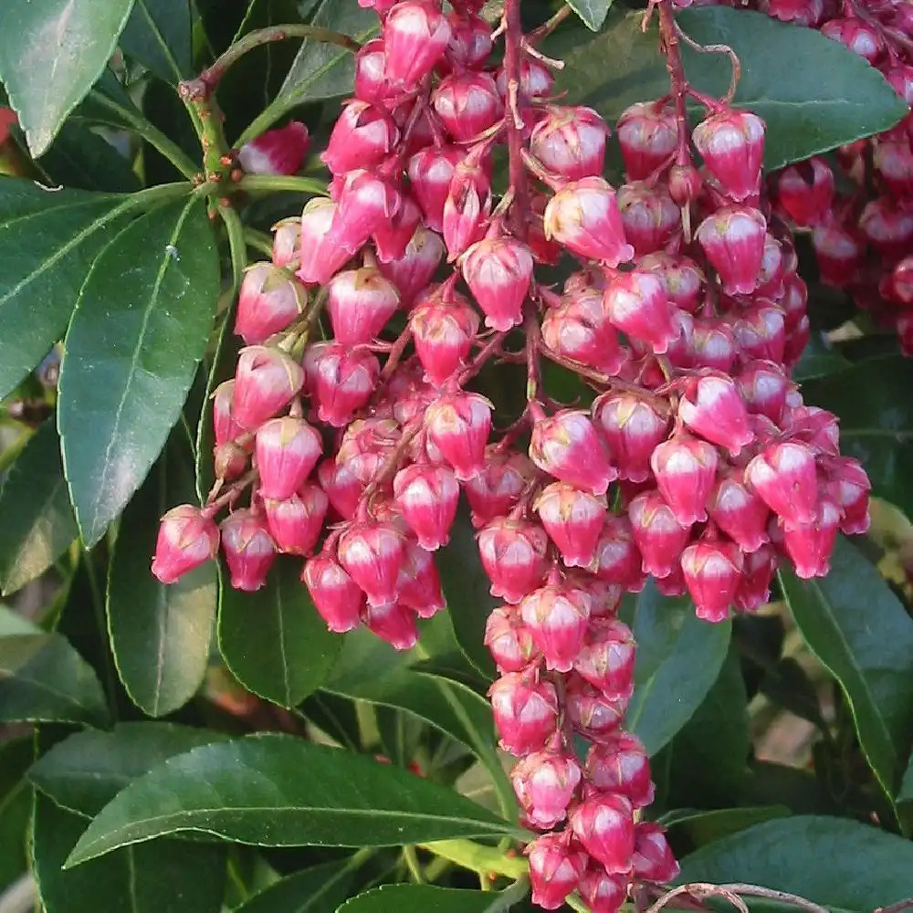 PIERIS japonica 'Valley Valentine'