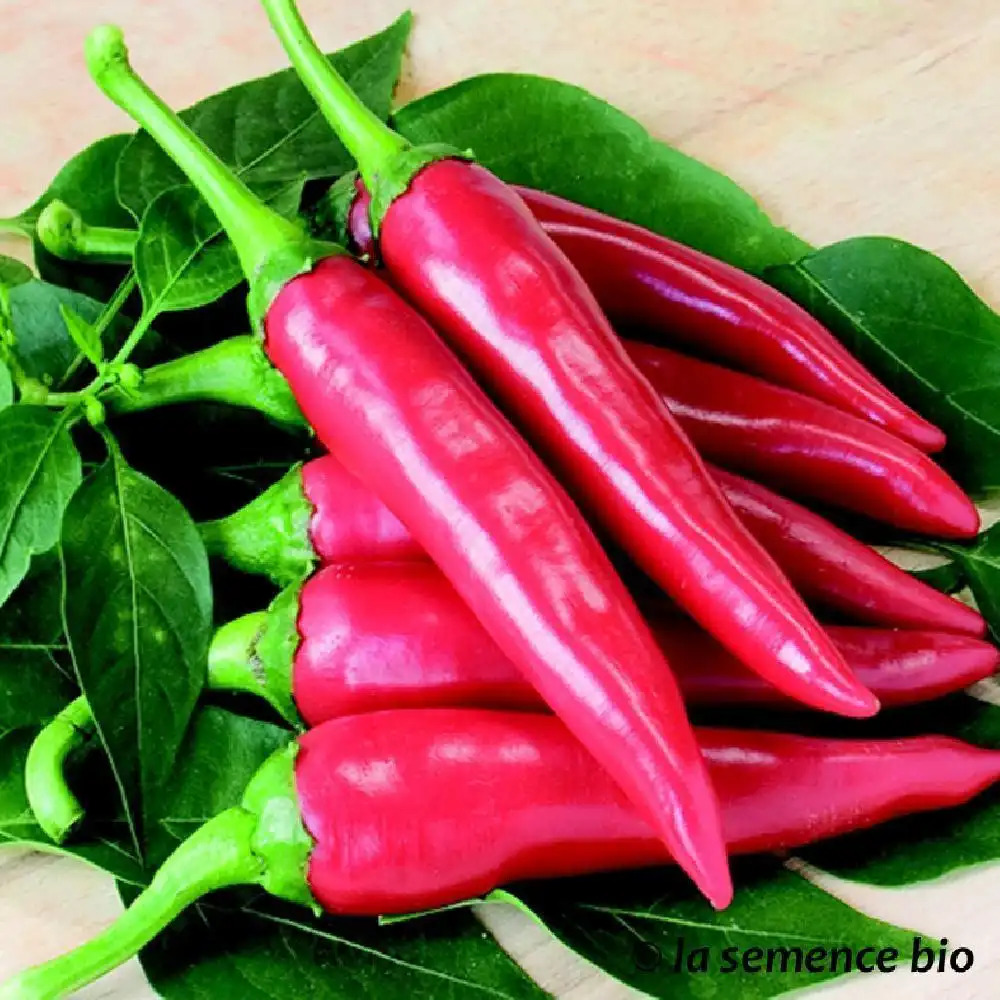 PIMENT de Cayenne - Piment de Cayenne - CAPSICUM Frutescents