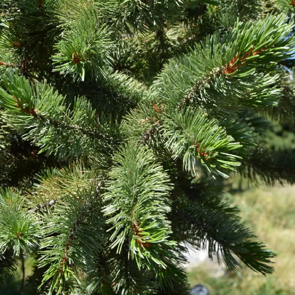 PINUS aristata