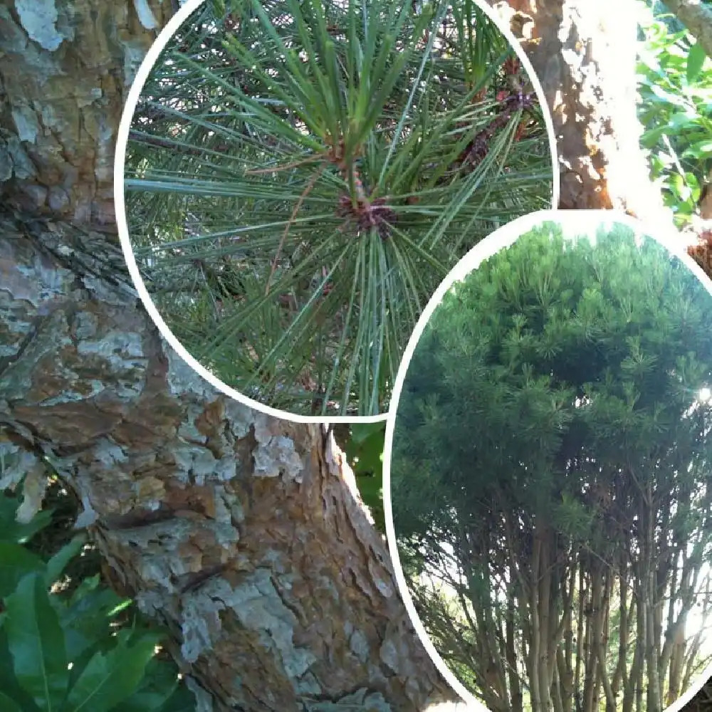 PINUS densiflora 'Umbraculifera'