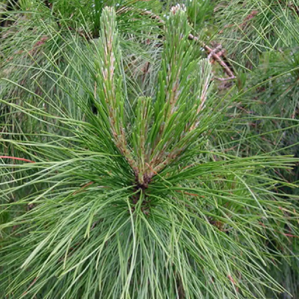 PINUS insignis (=radiata)