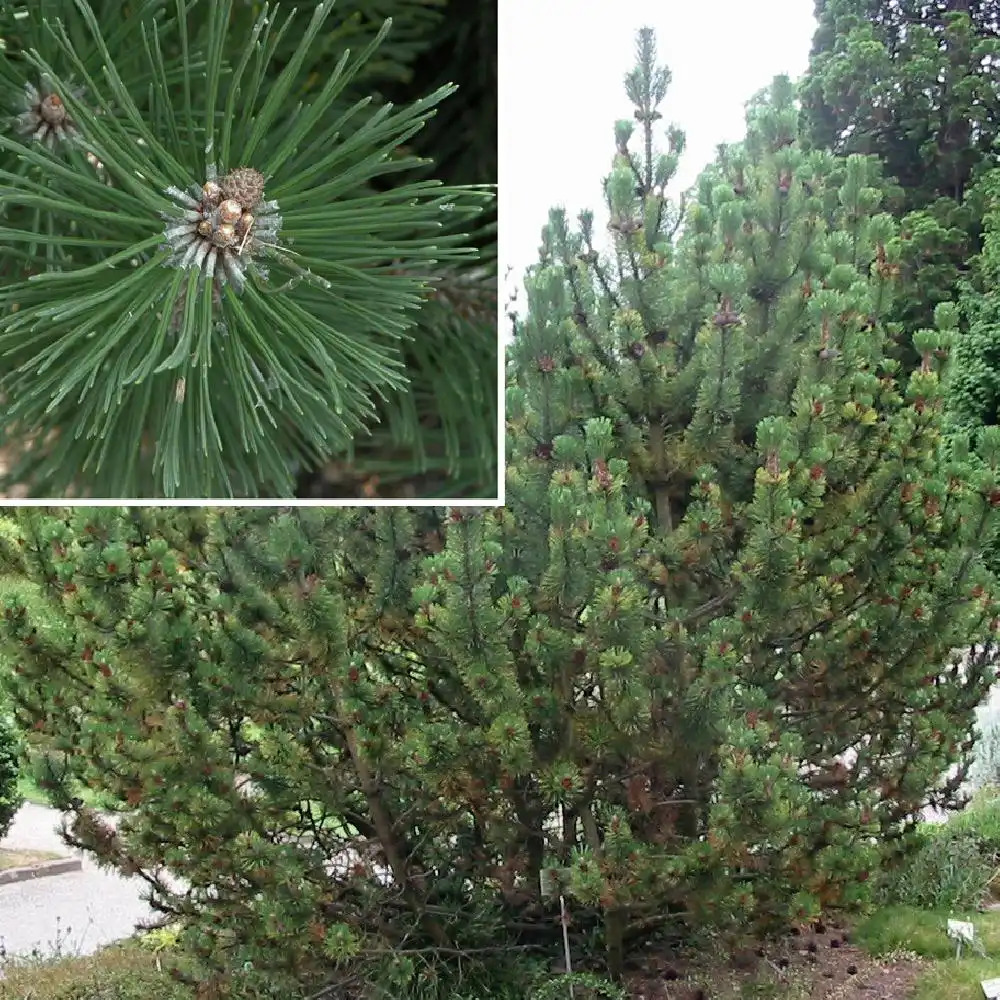 PINUS mugo subsp. mughus