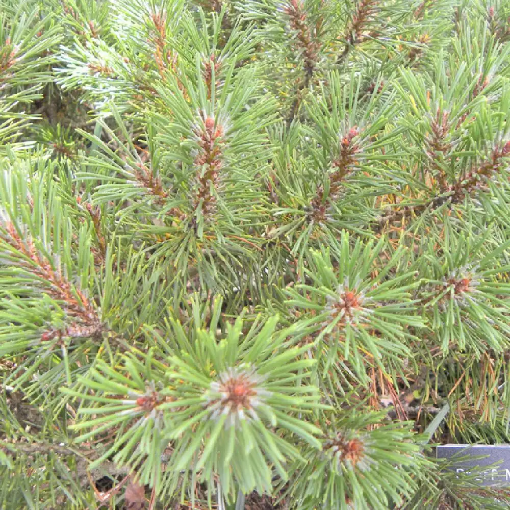 PINUS mugo var. pumilio