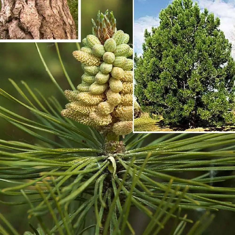 PINUS nigra var. austriaca