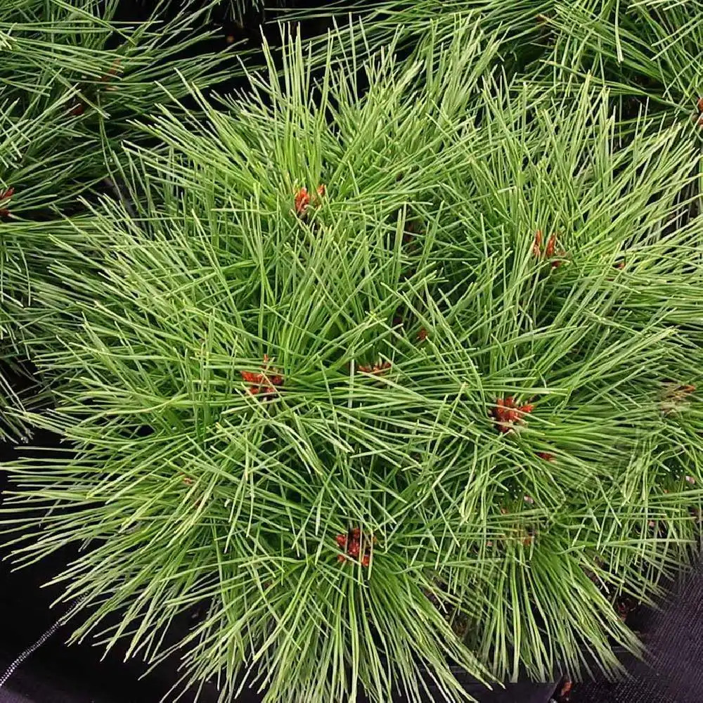 PINUS nigra 'Pierrick Bregeon'