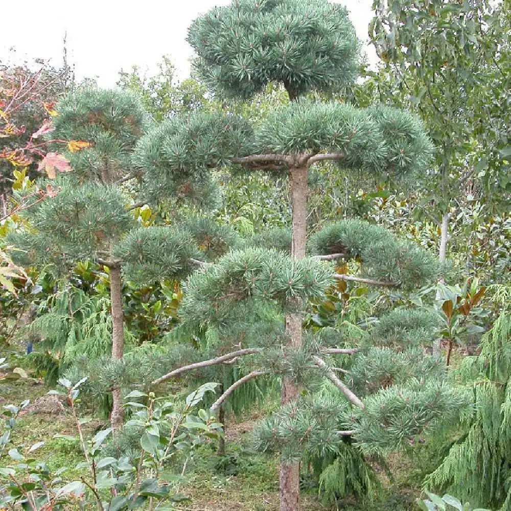 PINUS sylvestris (en topiaire)