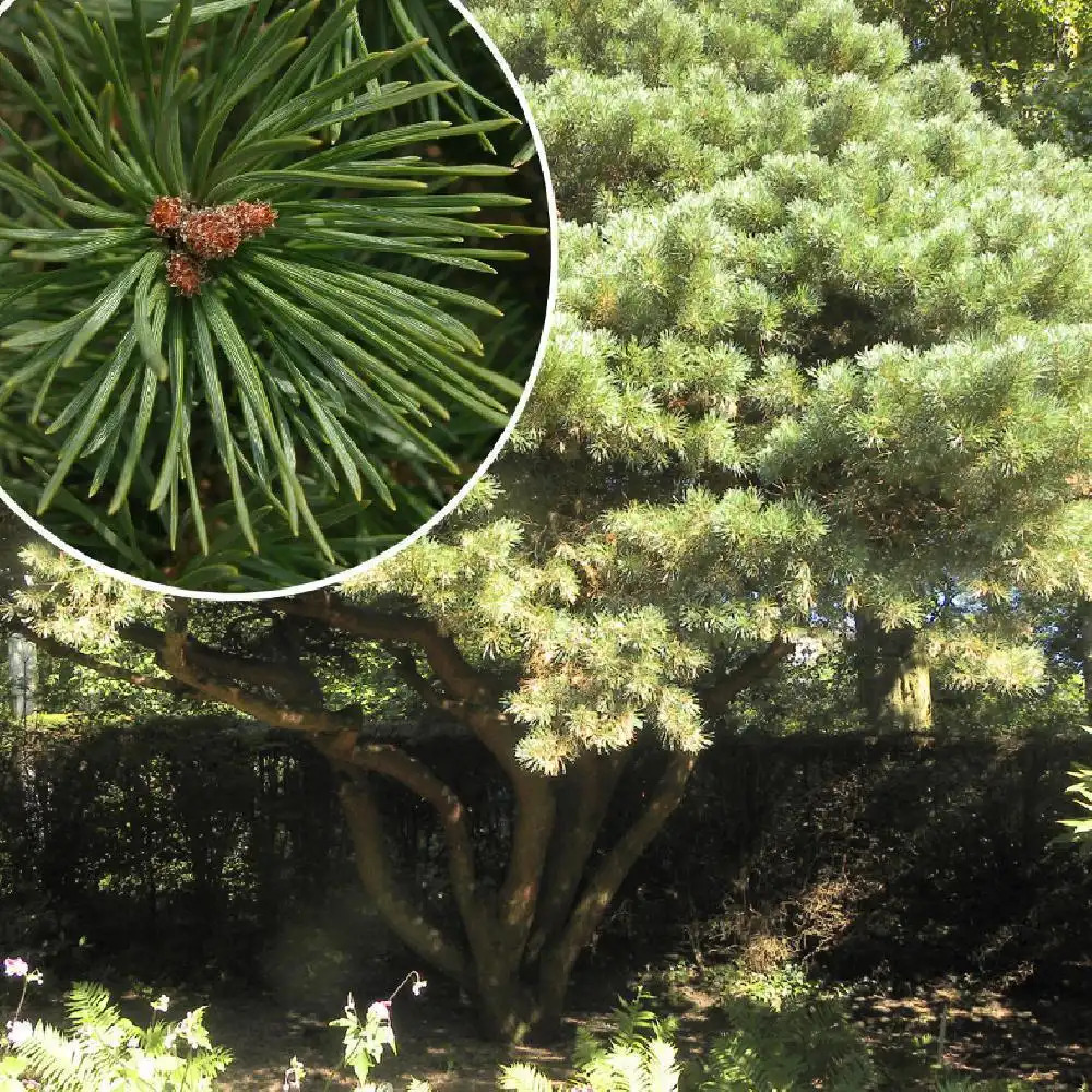 PINUS sylvestris 'Watereri'