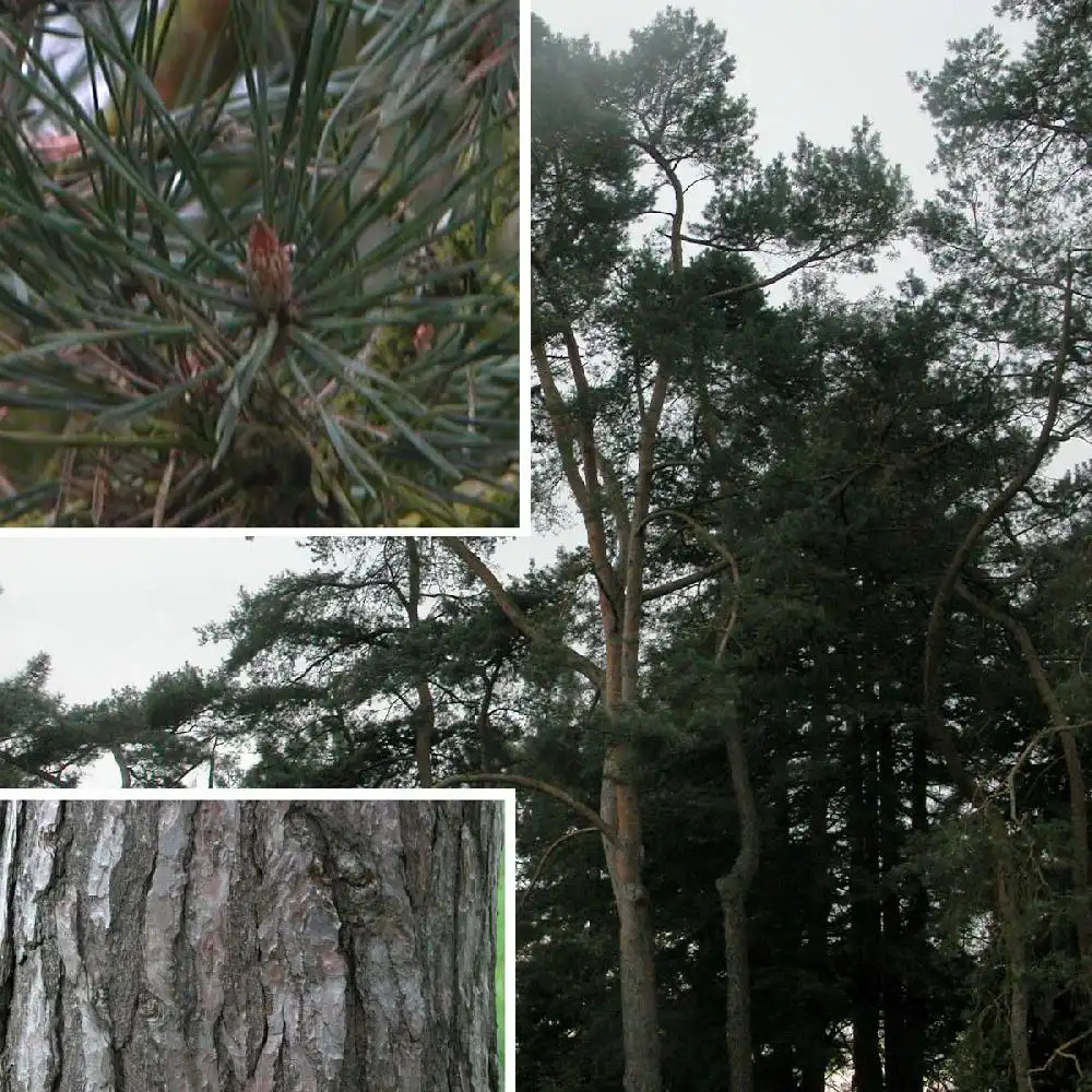 PINUS sylvestris