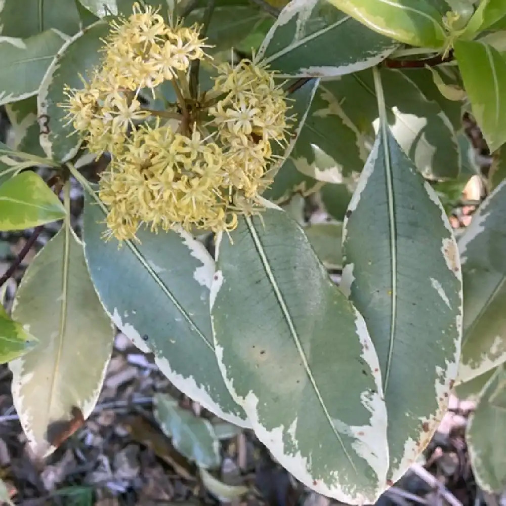 PITTOSPORUM eugenioides 'Variegatum'