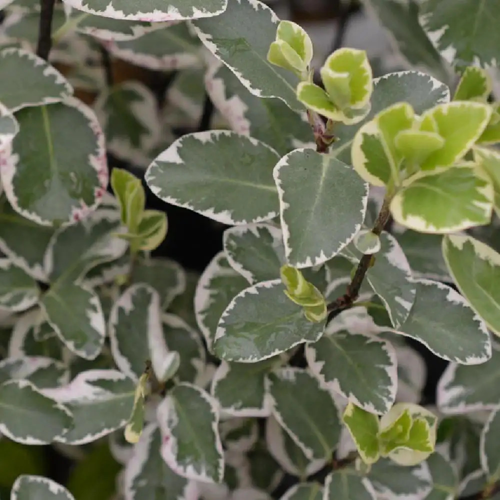 PITTOSPORUM 'Garnettii'