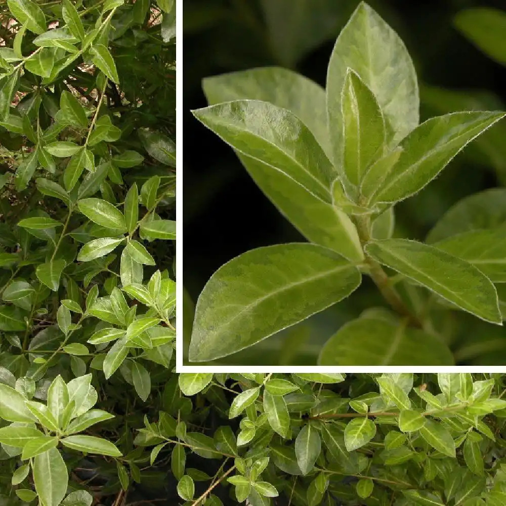 PITTOSPORUM 'Limelight'