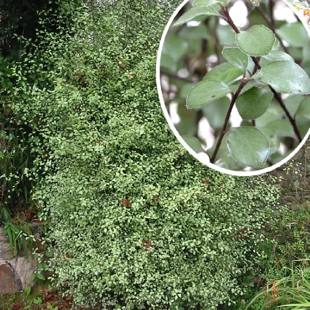 PITTOSPORUM tenuifolium 'Green Elf'