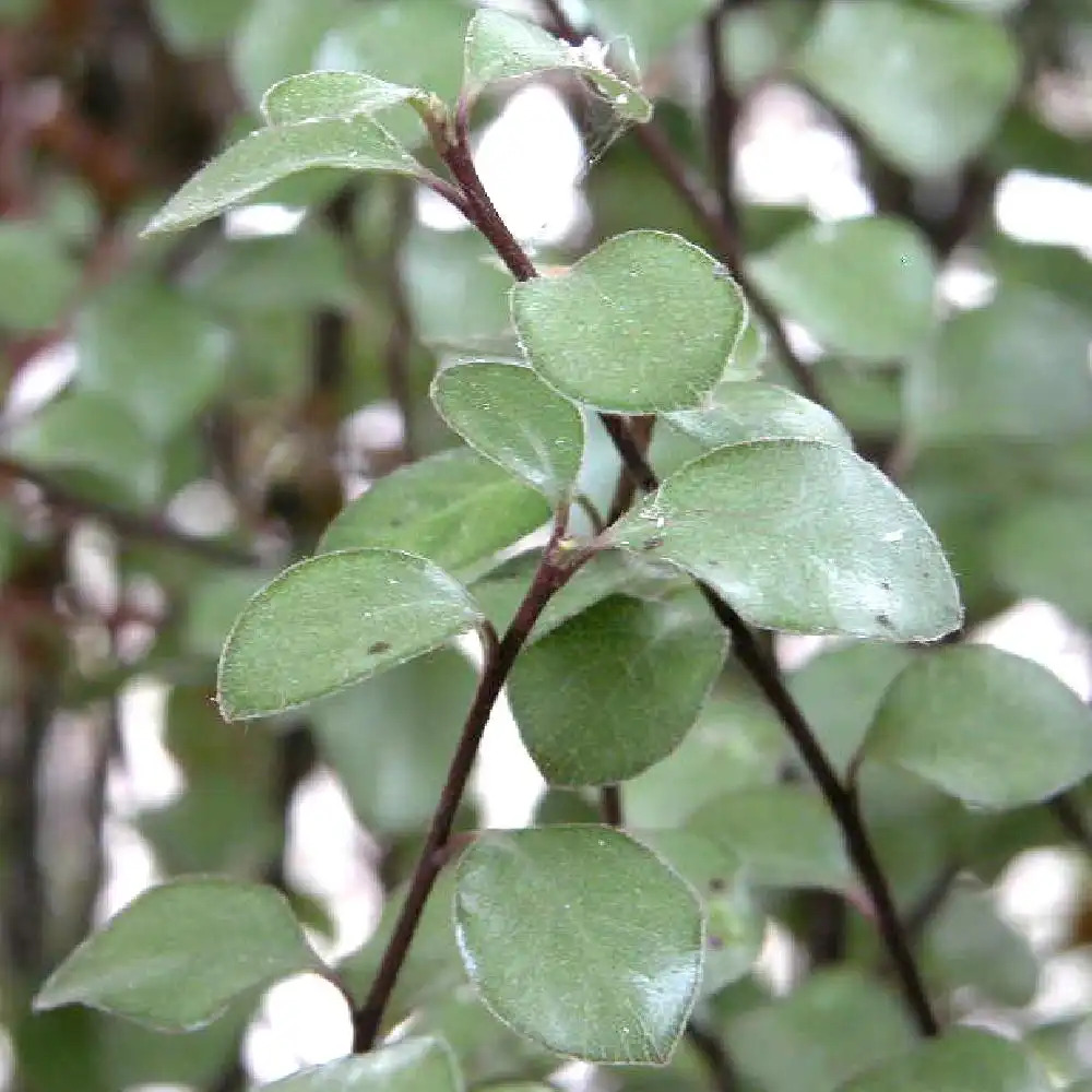 PITTOSPORUM tenuifolium 'Green Elf'