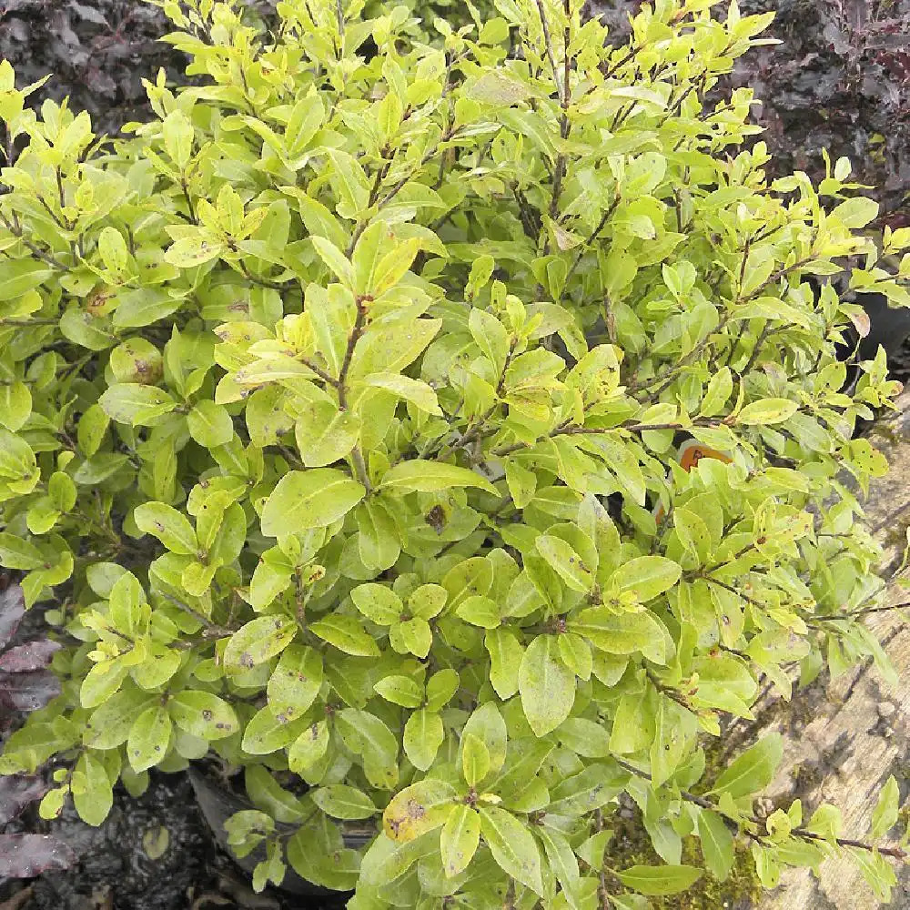 PITTOSPORUM tenuifolium 'Golf Ball'