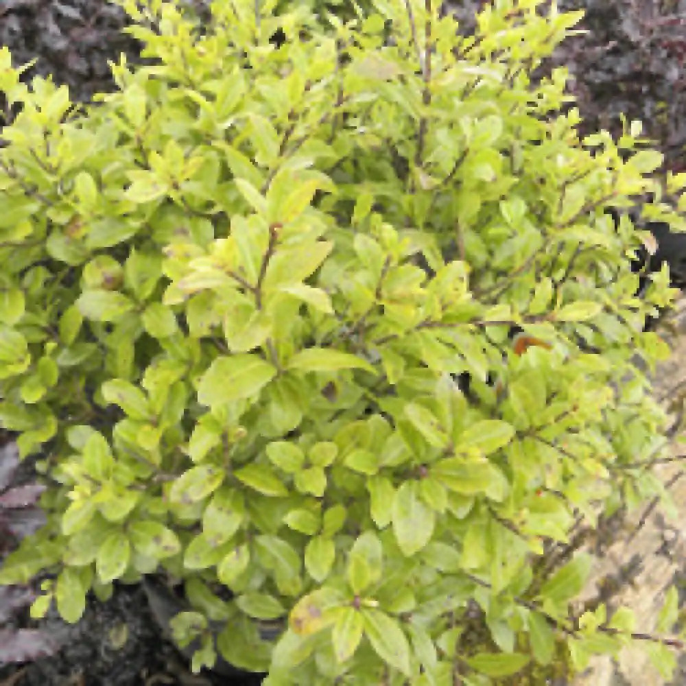 PITTOSPORUM tenuifolium 'Golf Ball'.' image 2