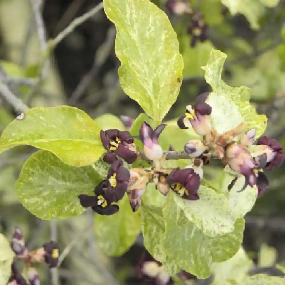 PITTOSPORUM tenuifolium 'Irene Paterson'