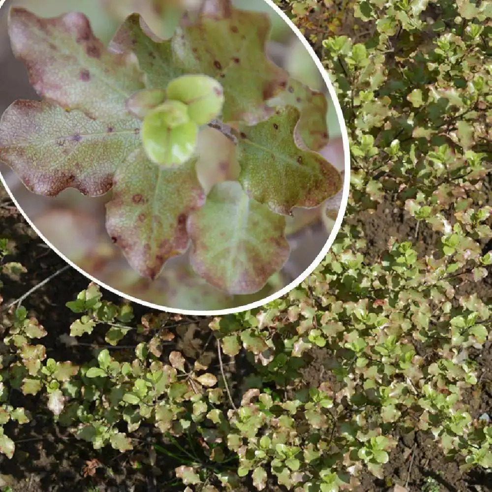 PITTOSPORUM tenuifolium 'Noéline'