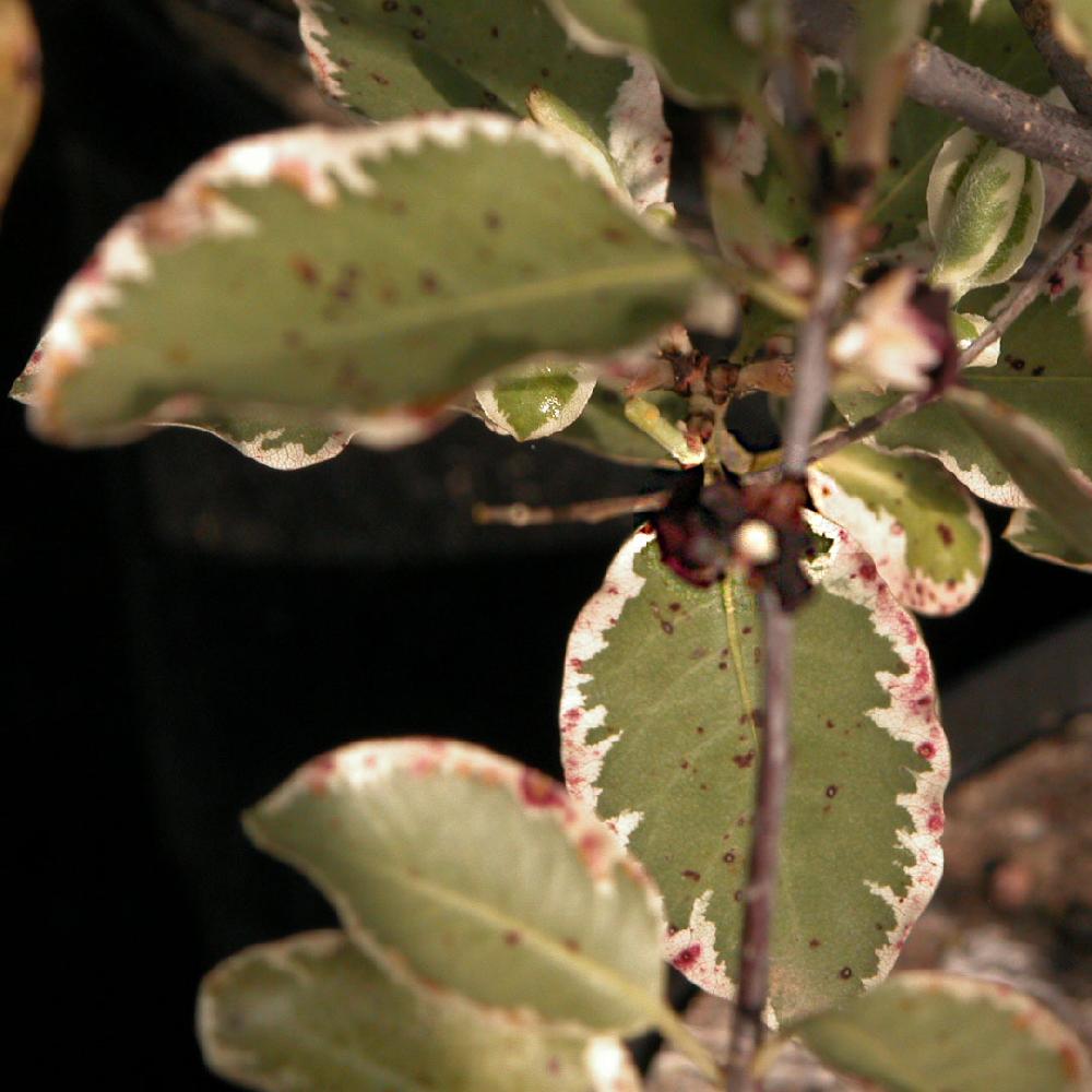 PITTOSPORUM tenuifolium 'Pink Select'