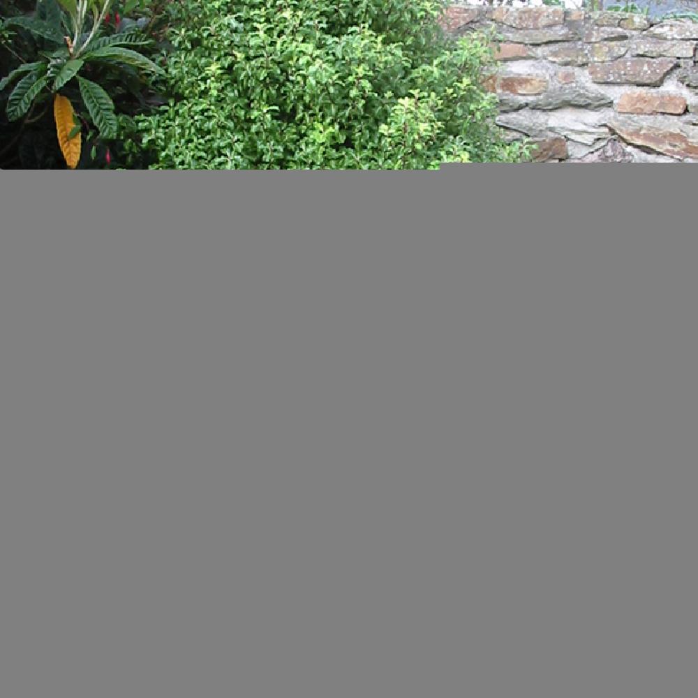 PITTOSPORUM tenuifolium 'Tandara Gold'