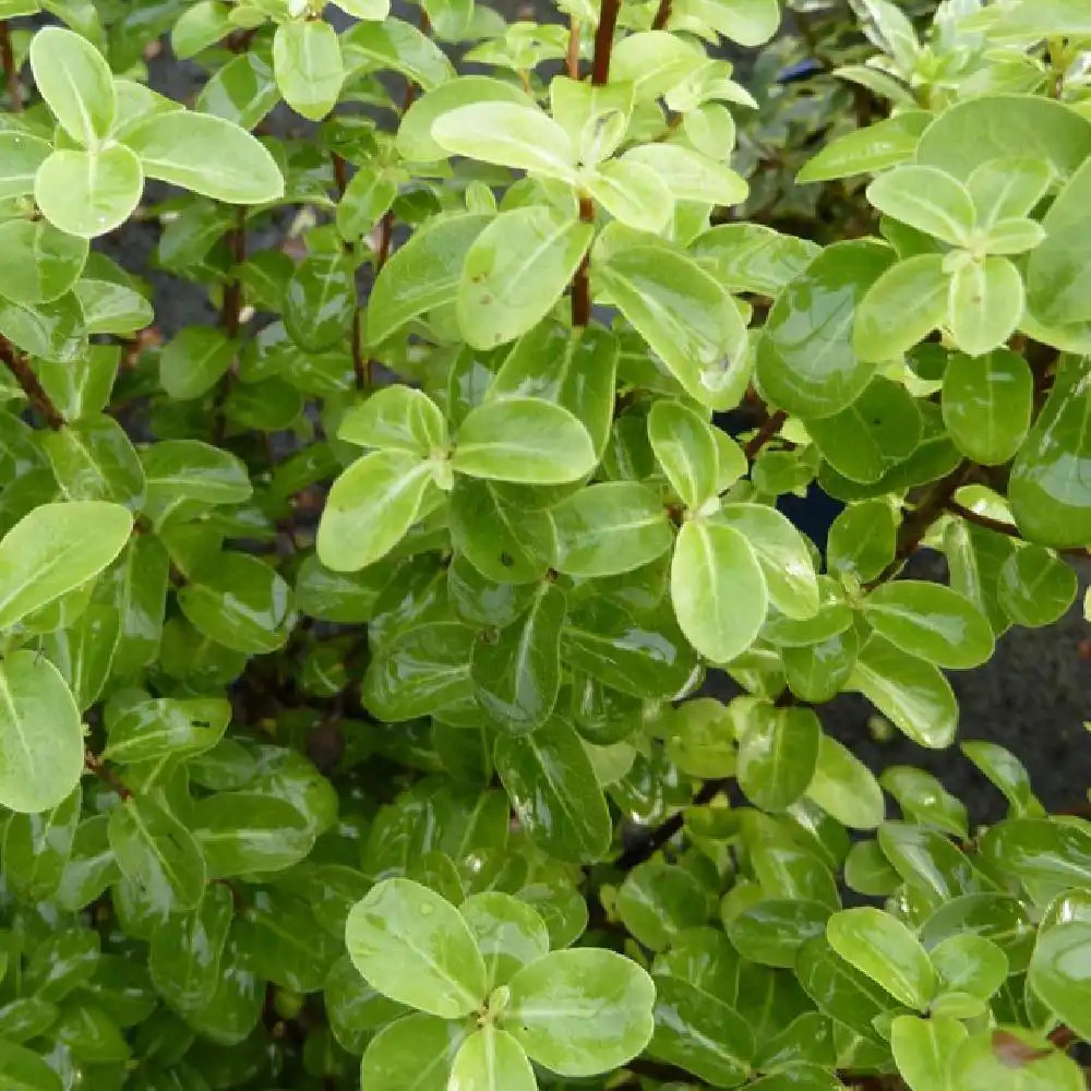 PITTOSPORUM tenuifolium 'Tiki'