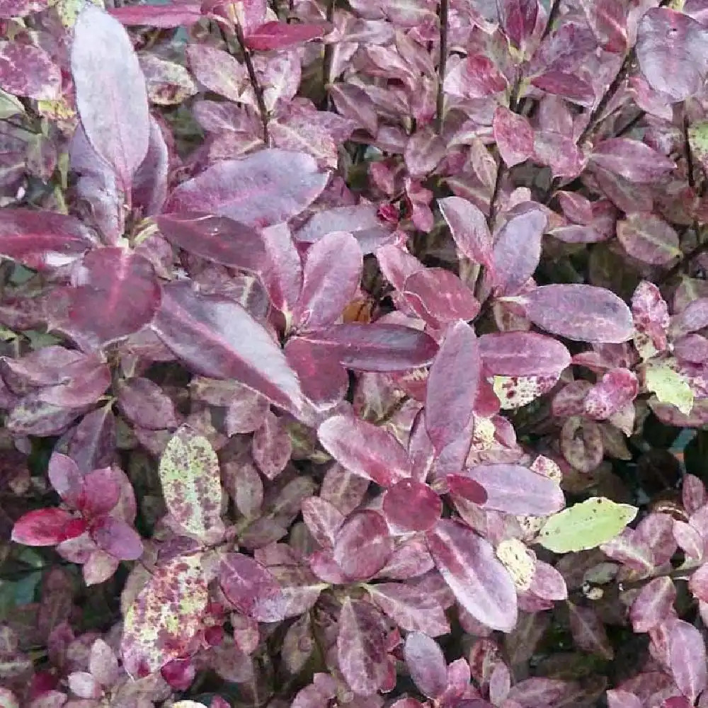 PITTOSPORUM tenuifolium 'Tom Thumb'