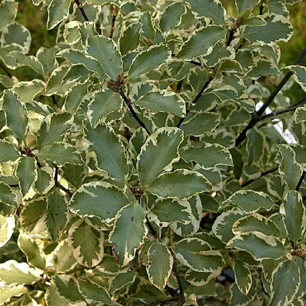 PITTOSPORUM tenuifolium 'Variegatum'