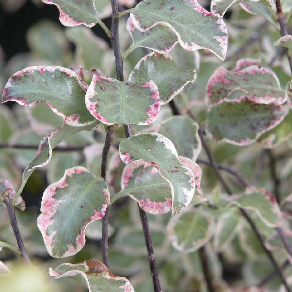 PITTOSPORUM tenuifolium 'Wendle Channon'